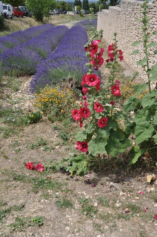 Le Petit Labouret Revest-du-Bion Exterior foto